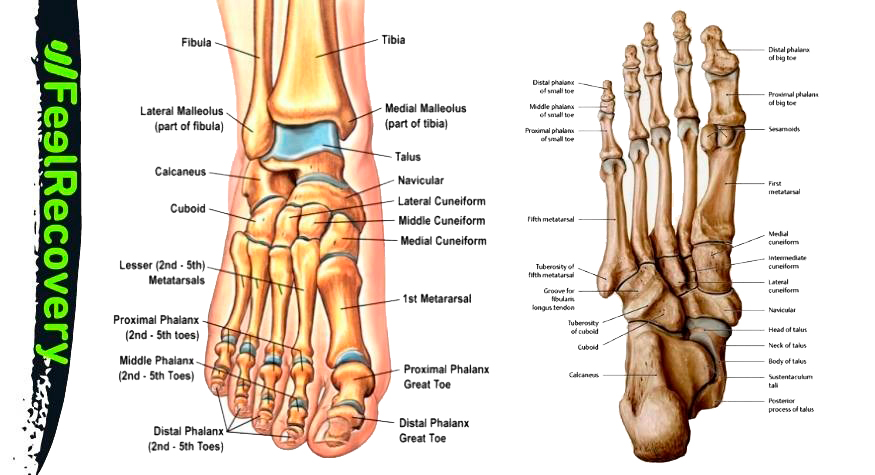 Huesos del pie