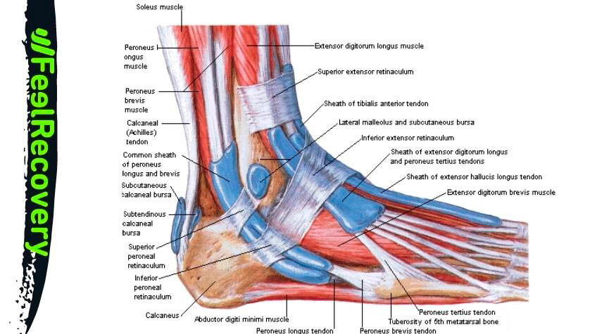 Ligamentos y tendones del pie